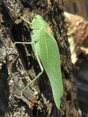 Microcentrum californicum
