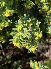 Pimelea serpyllifolia
