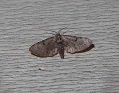 Eupithecia miserulata