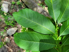 Sapindus mukorossi