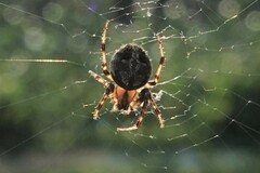 Neoscona arabesca