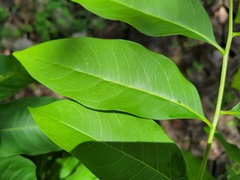 Sapindus mukorossi