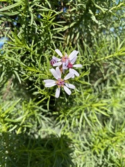 Pimelea serpyllifolia