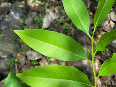 Sapindus mukorossi
