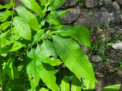 Sapindus mukorossi