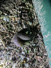 Limacus