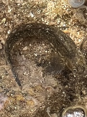 Istiblennius zebra