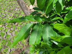Sapindus mukorossi