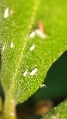 Aphidomorpha