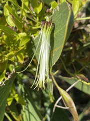 Pimelea serpyllifolia