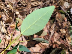 Triadica cochinchinensis