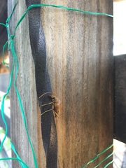Centrodera