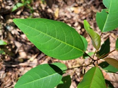 Triadica cochinchinensis