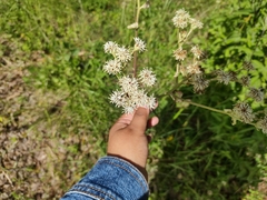 Psacalium cirsiifolium