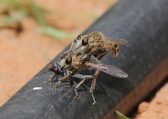Efferia albibarbis