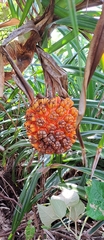 Pandanus odorifer