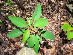 Triadica cochinchinensis