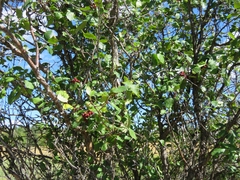 Crataegus douglasii