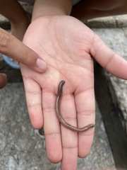 Oligochaeta
