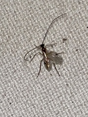 Ichneumonoidea