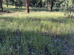 Erigeron