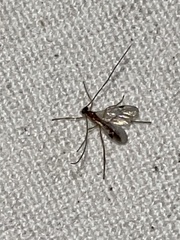 Ichneumonoidea