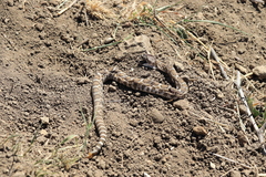Crotalus oreganus oreganus