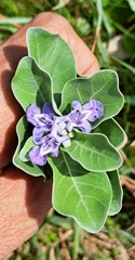 Vitex rotundifolia