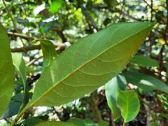 Turpinia formosana