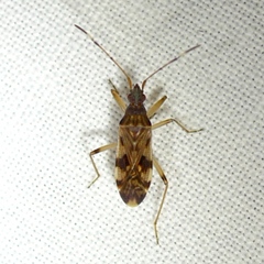 Ozophora picturata