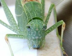 Microcentrum californicum