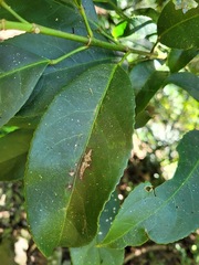 Turpinia formosana