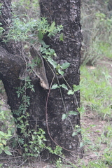 Gonolobus grandiflorus