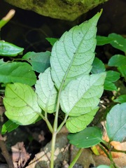 Causonis corniculata