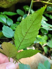 Causonis corniculata