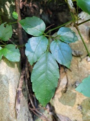 Causonis corniculata