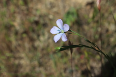 Linum