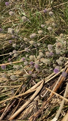 Eryngium articulatum