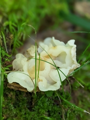 Ductifera pululahuana