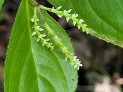 Chloranthus oldhamii