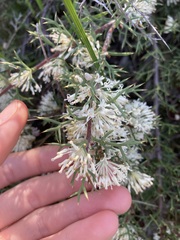 Hakea lissocarpha