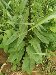 Sesamum indicum