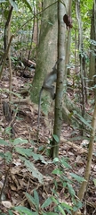 Macaca fascicularis