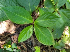 Chloranthus oldhamii