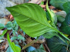Lepidagathis formosensis