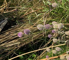Eryngium articulatum