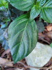 Lepidagathis formosensis