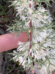 Hakea lissocarpha