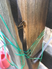 Centrodera