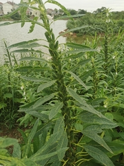 Sesamum indicum